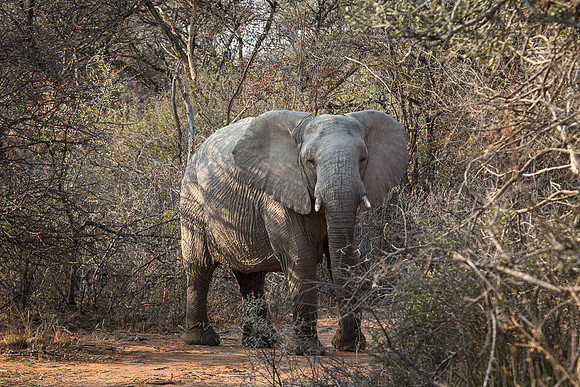 South Africa