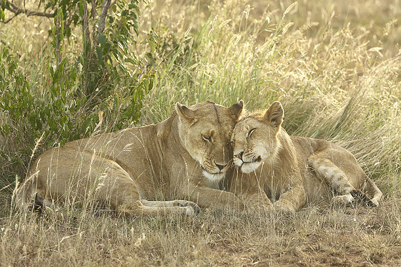 Lion And Cub At Rest, Kenya