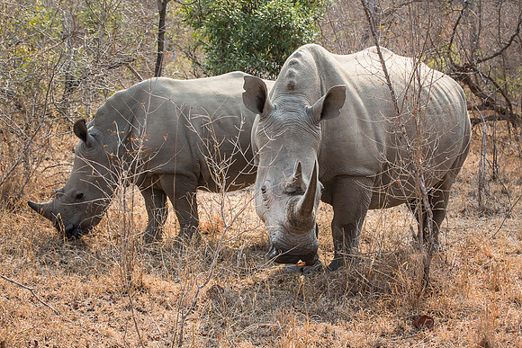 White Rhinoceros In Kruger National Park, South Africa