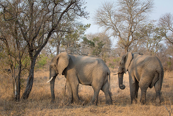 South Africa