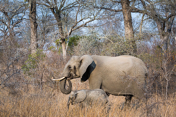 Elephant with Calf in Kruger National Park, South Africa