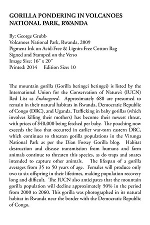 Gorilla Pondering In Volcanoes National Park, Rwanda
