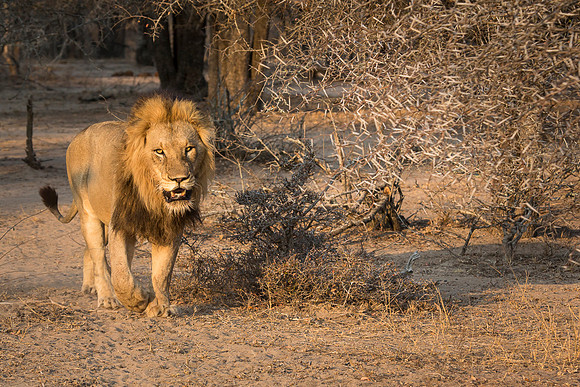 Male Lion in Kruger National Park, South Africa