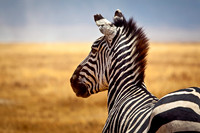 Africa