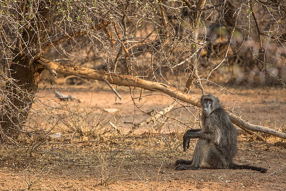 South Africa
