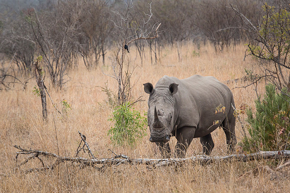 South Africa