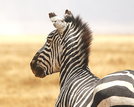 Plains Zebra in Ngorongoro Crater, Tanzania