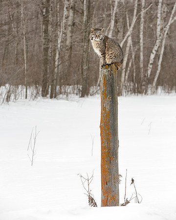 The Vigilante