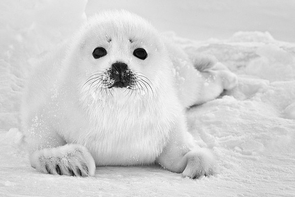 Baby Harp Seal