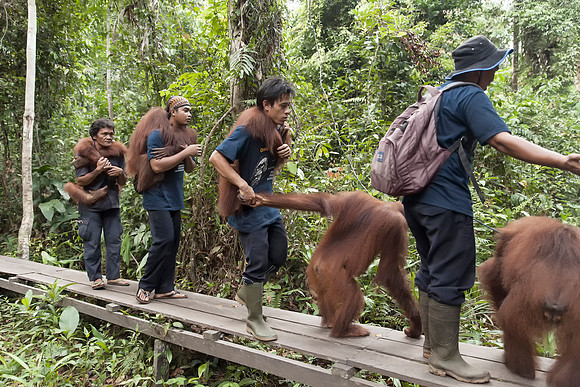 Borneo