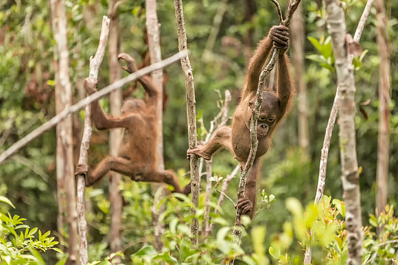 Borneo