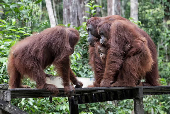 Borneo