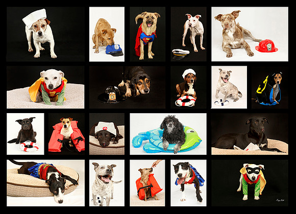 Dogs At The Davidson County Animal Shelter