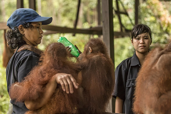 Borneo