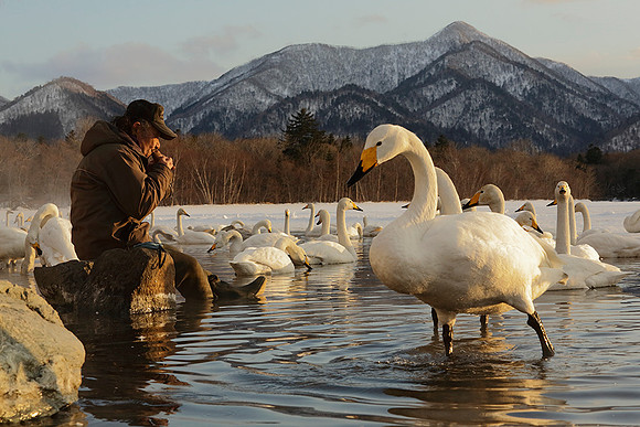 Flautist with Whooper Swans at Sunset