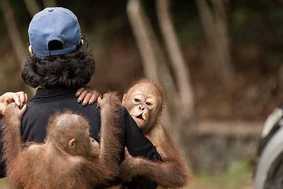 Borneo