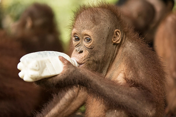 Borneo