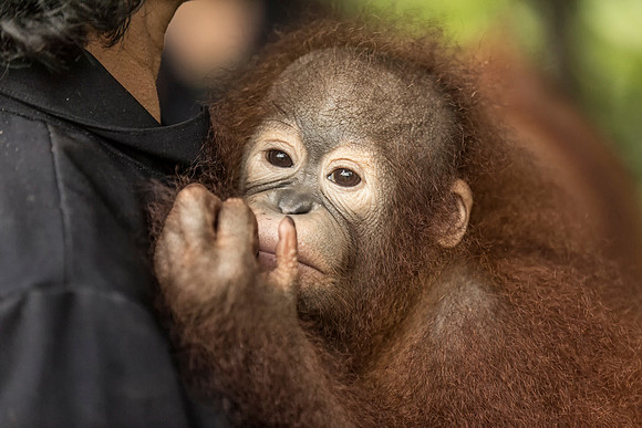 Borneo