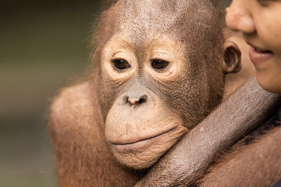 Borneo