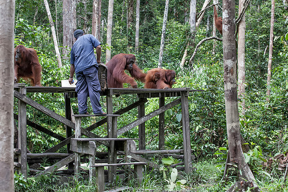 Borneo