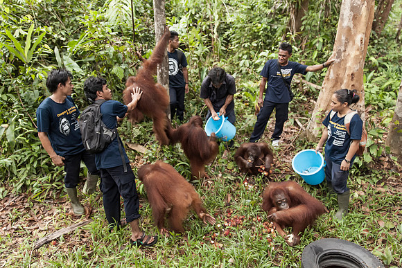 Borneo