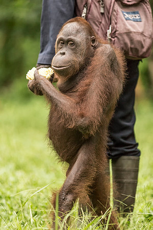 Borneo