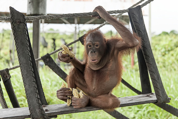 Borneo