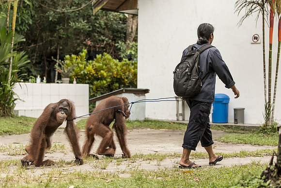 Borneo