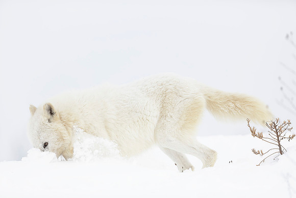 Arctic Wolf Following Scent