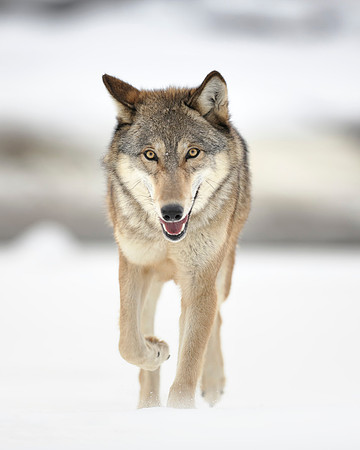 Gray Wolf Approaching