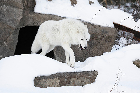 Atka Exits His Den