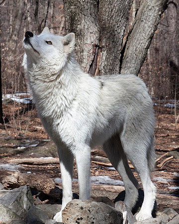 Arctic Wolf on Rocks