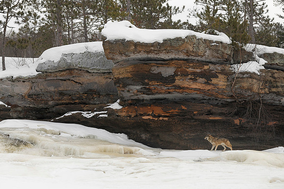 Gray Wolf by the Den