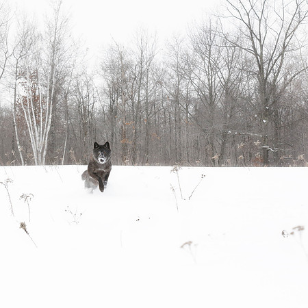 The Charge of the Black Wolf