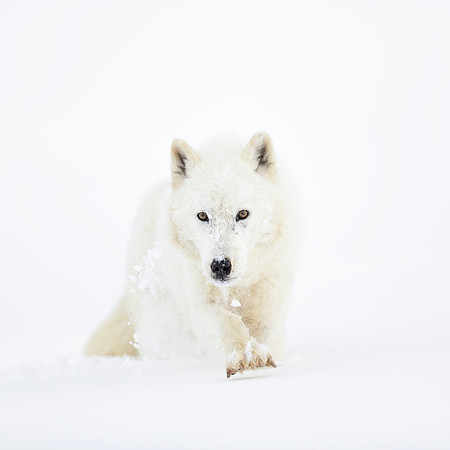 The Arctic Wolf's Pursuit