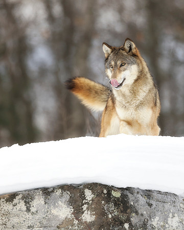 Wolf Eyeing Prey