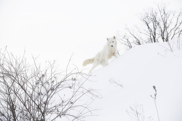 Arctic Wolf On The Prowl