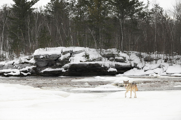 The Wolf by the River