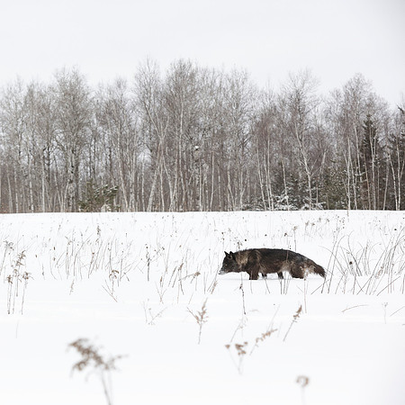 Black Wolf in White Snow Field
