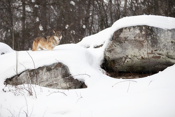 Gray Wolf on Rocks