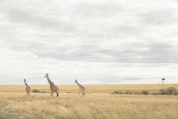 Maasai Giraffes in Maasai Mara National Reserve, Kenya