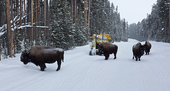 Montana Wyomming Trip