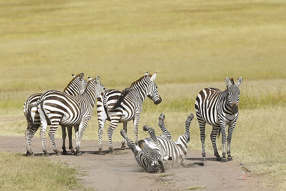 Plains Zebra Frolicking In Maasai Mara National Reserve, Kenya