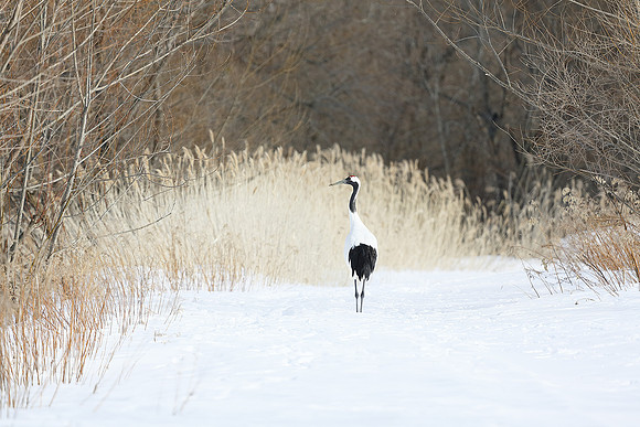 Red-Crowned Crane At Rest, Hokkaido, Japan