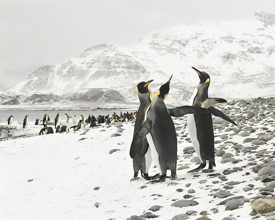 King Penguins In Island Of South Georgia