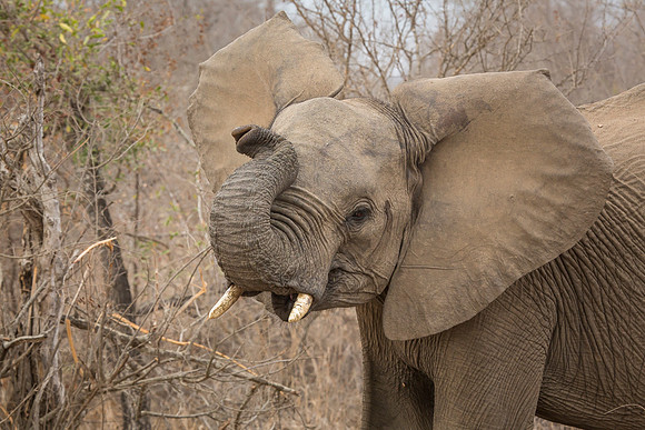 South Africa