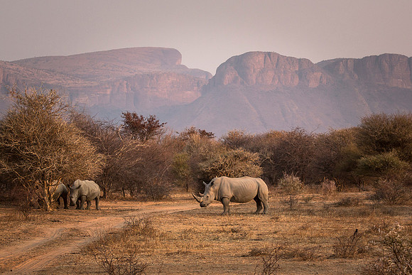 White Rhinoceros in Marakele Game Reserve, South Africa