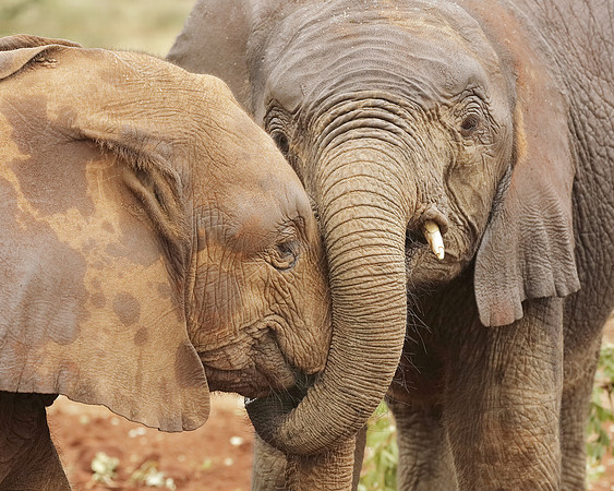 Rescued Orphaned Baby Elephants, Kenya