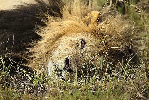 Black Mane Lion At Rest, Maasai Mara National Reserve, Kenya