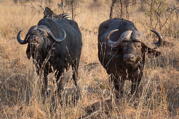South Africa